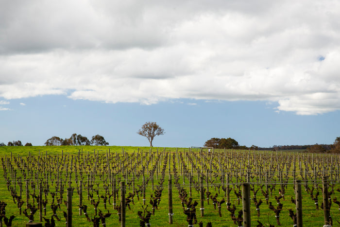 Premium Organic Cabernet Sauvignon in Margaret River - Gralyn Estate