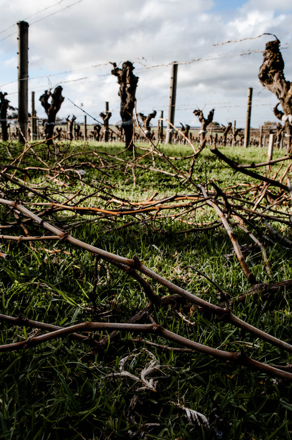 Vineyard pruning in Margaret River - Gralyn Estate Organic Vineyard