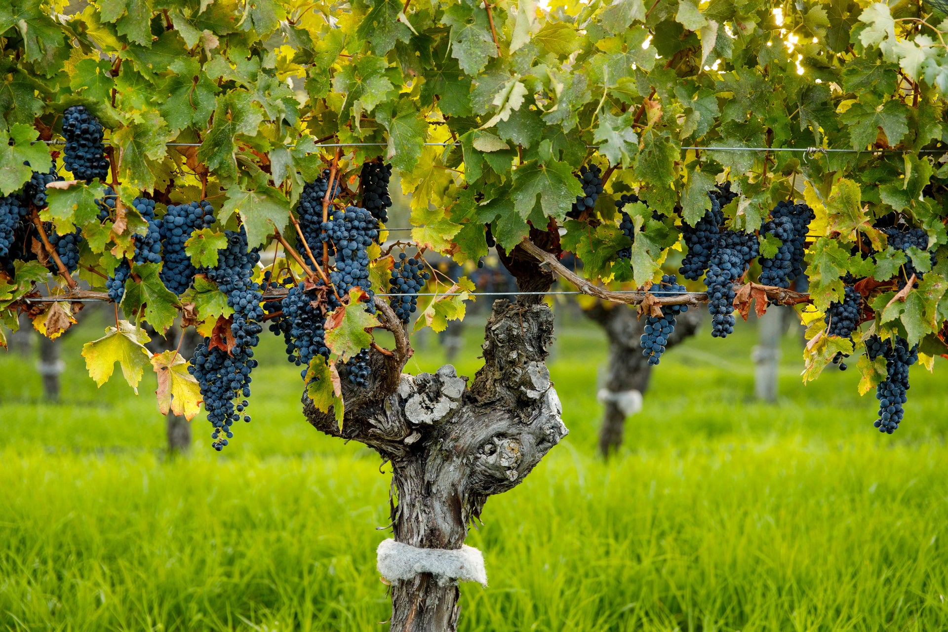 Cabernet Sauvignon vines at Gralyn Estate in Wilyabrup, Margaret River — dry grown mature vines planted in 1975.