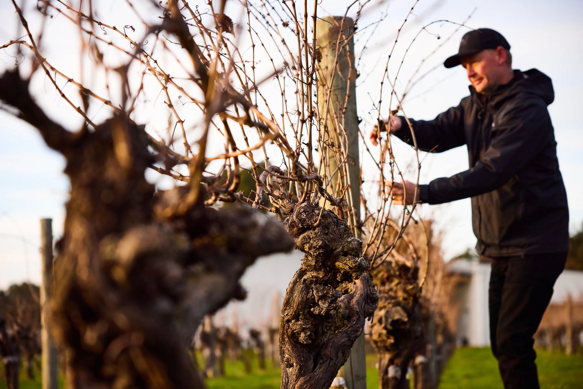 Scott Baxter pruning old Cabernet Sauvignon vines at Gralyn Estate, Wilyabrup, Margaret River — winter vineyard care in preparation for the new season.