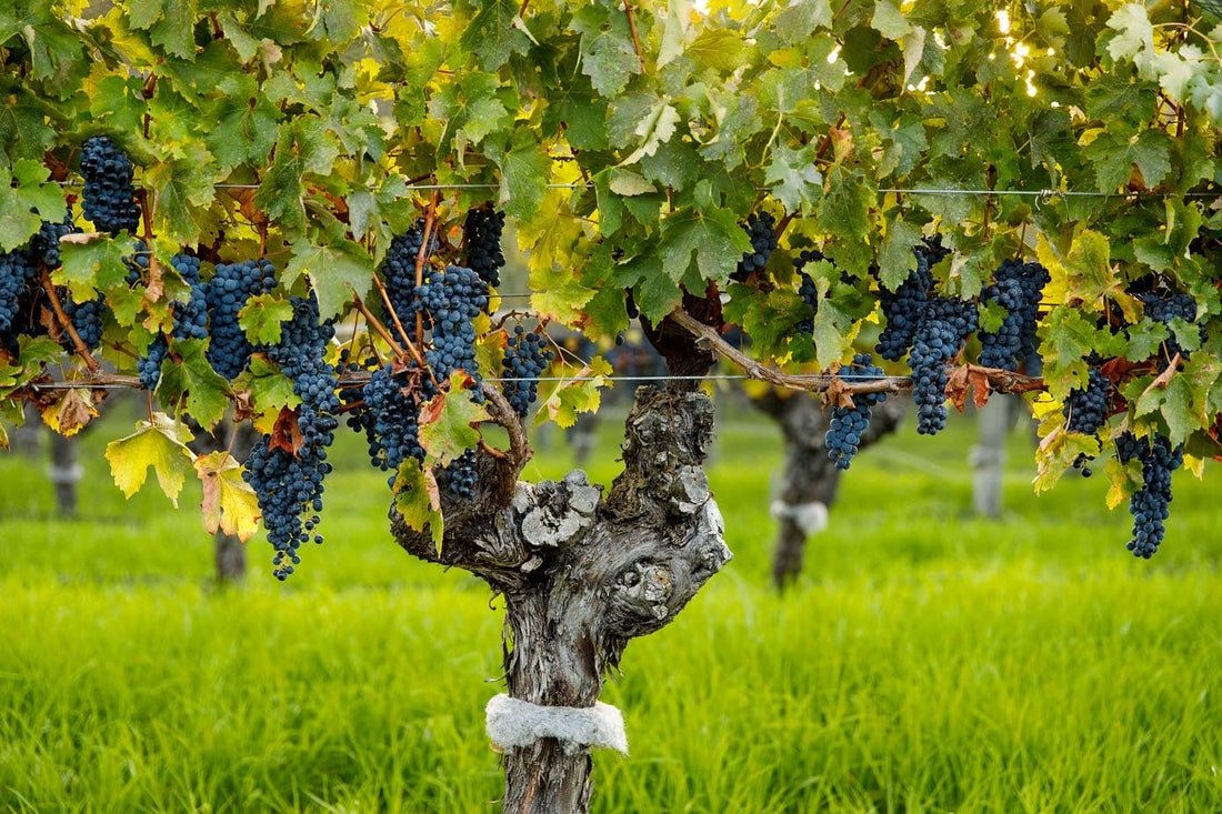 World Famous Margaret River Cabernet Sauvignon vines at the Gralyn Estate vineyard in Margaret River Western Australia