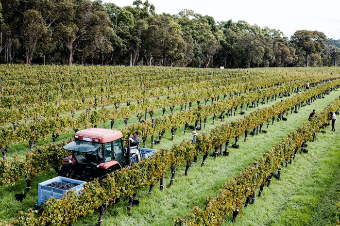 Graced with perfect conditions for our 42nd vintage