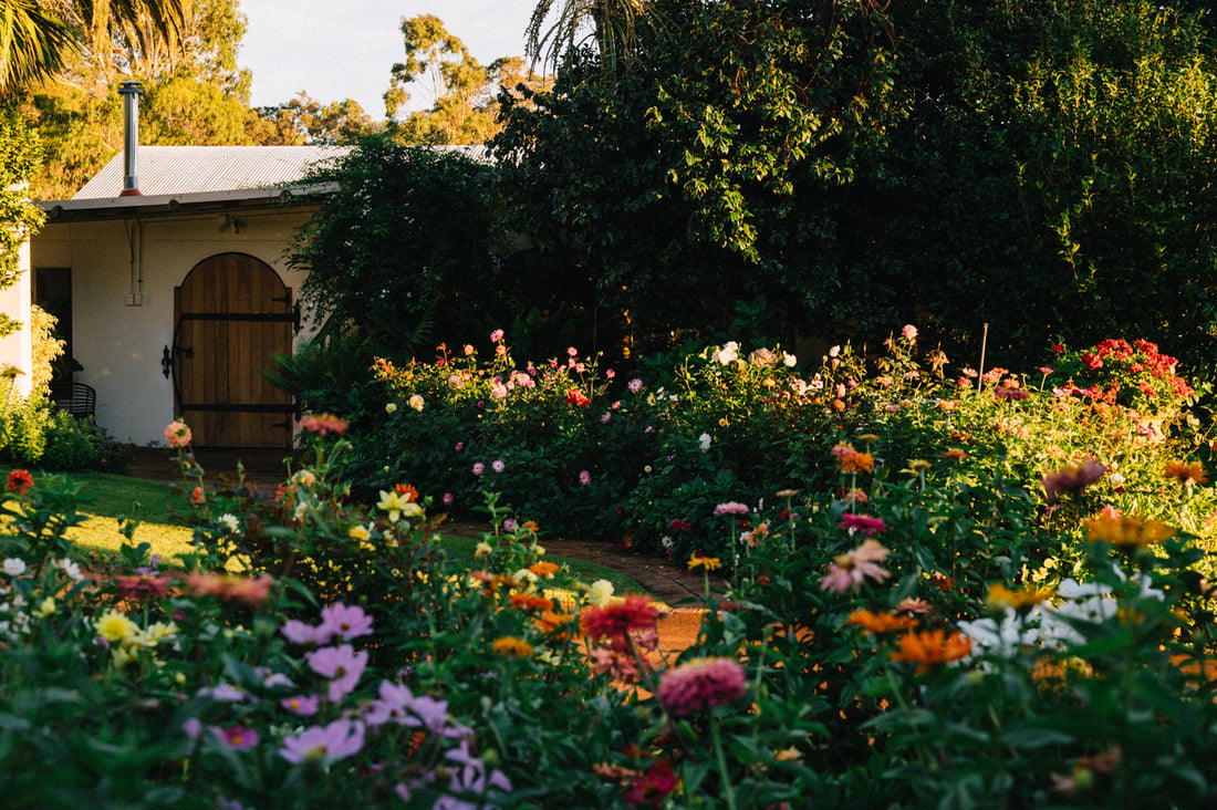 Beneficial insect garden at Gralyn Estate in Margaret River attracting pollinators and beneficial insects to their organic vineyard and winery 