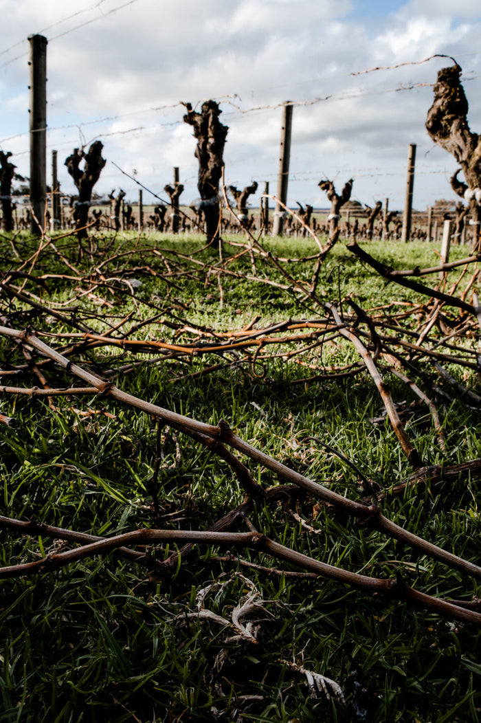 Vineyard pruning in Margaret River - Gralyn Estate Organic Vineyard