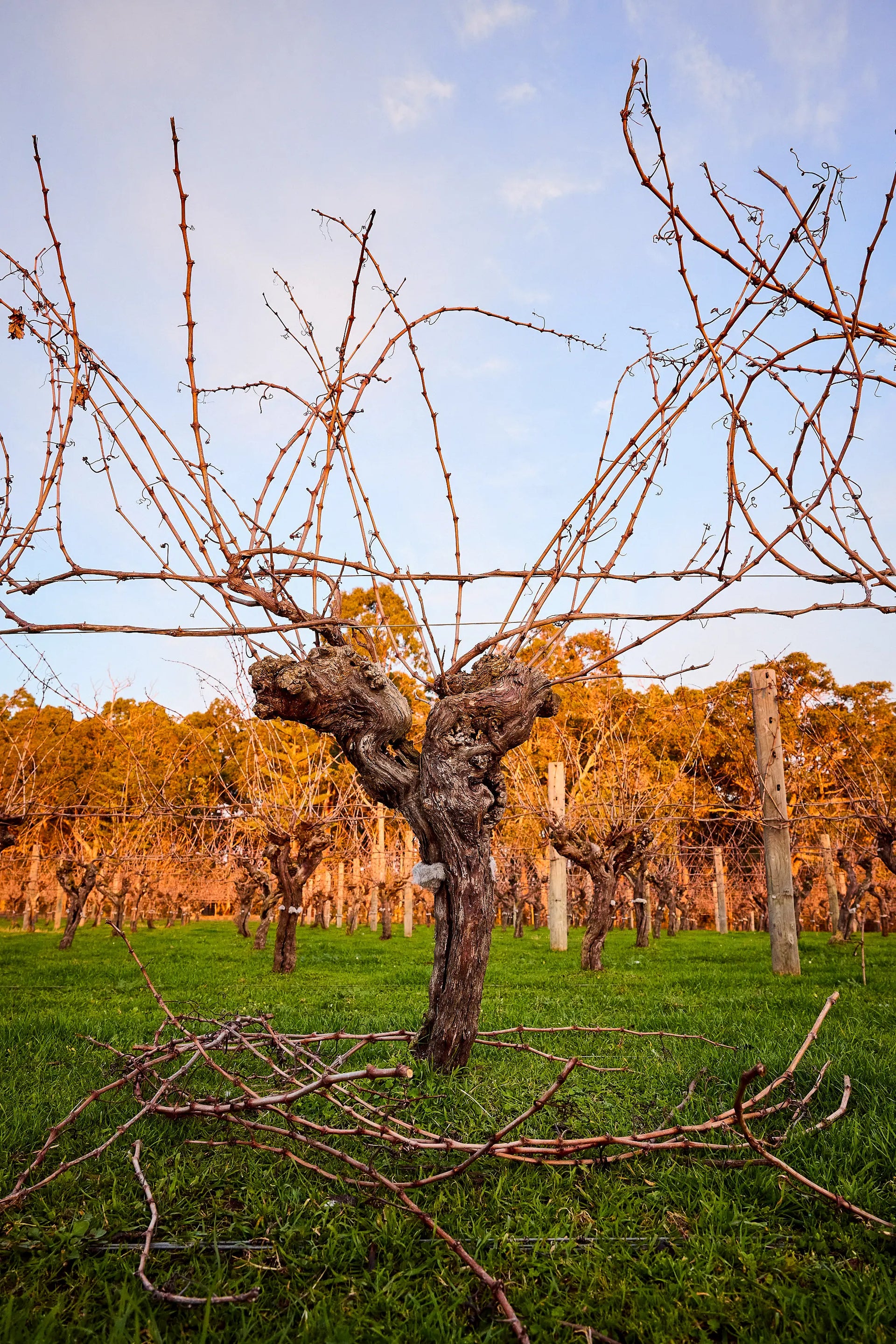 Cabernet Sauvignon vine at Gralyn Estate in Wilyabrup, Margaret River — producing premium single vineyard wines.